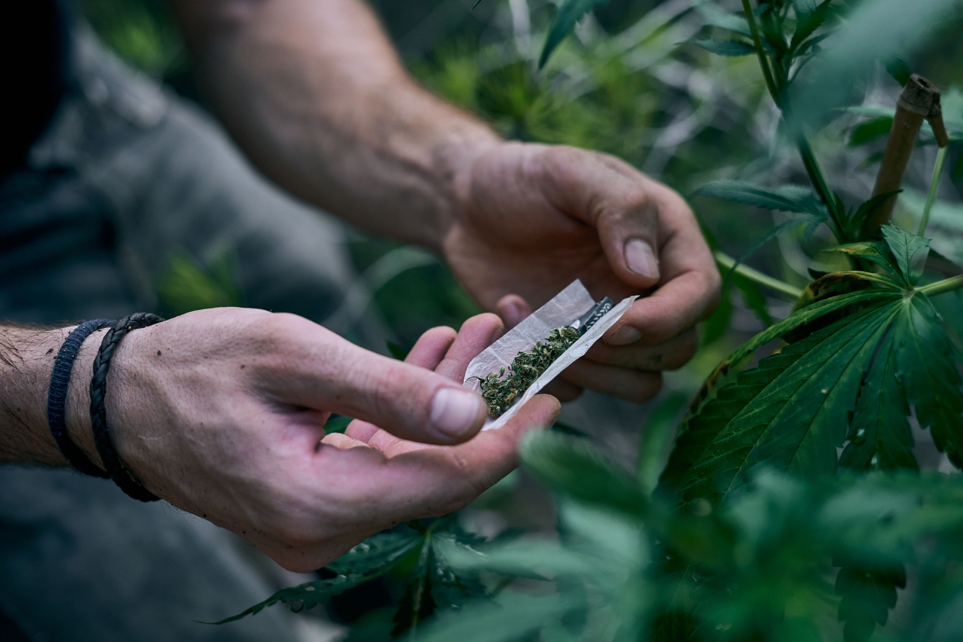 Man rolling marijuana joint near the cannabis plant